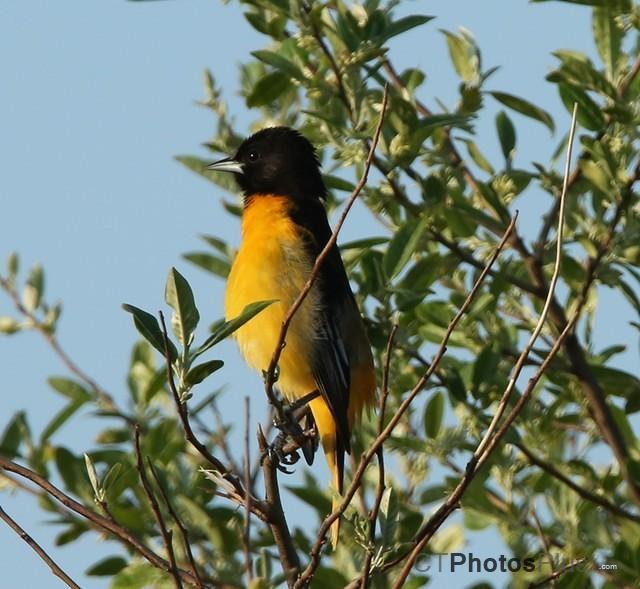 Baltimore Oriole IMG 9999 177c