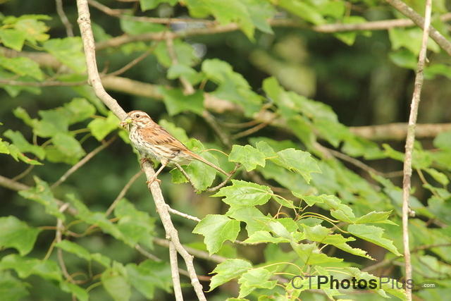 Song Sparrow eating breakfast IMG 5340