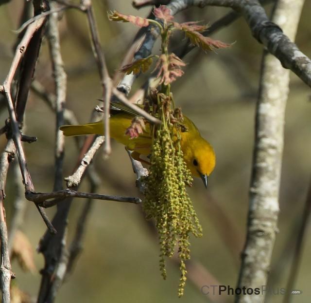 Yellow Warbler IMG 9999 167c