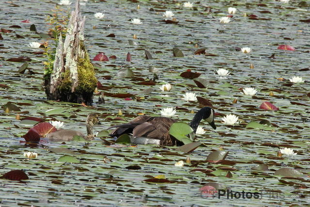 Geese in Beaver Pond IMG 0247