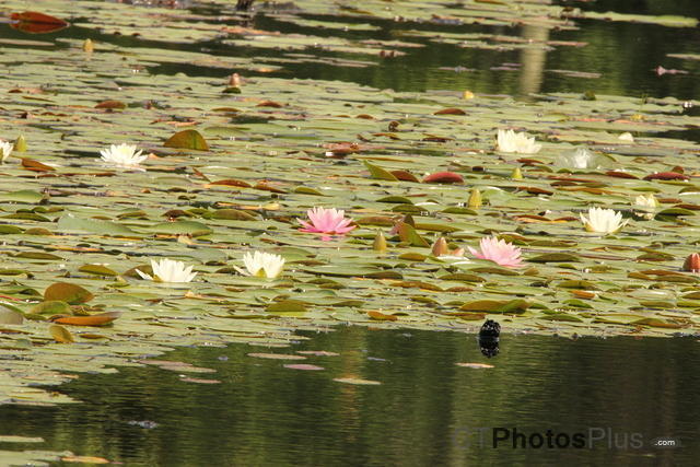 Water Lillies IMG 0275